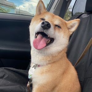 Meet your Posher, Tingting